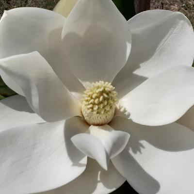 Meditación del duelo Meditación del duelo