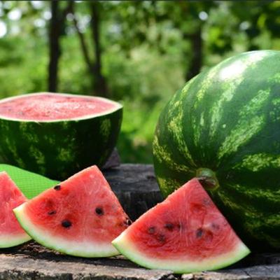 How to Plant and Grow Crimson Sweet Watermelon: Complete Growing Guide from Bloom Ranch of Acton's Melon Experts