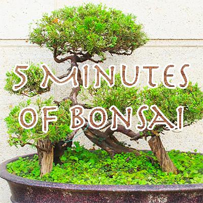 5 Minutes of Bonsai Ep. 16: Ficus with Brett Stillo and Josh Horowitz
