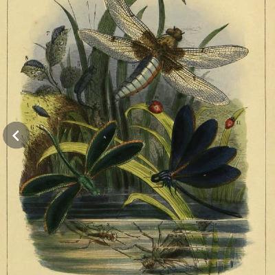 S8 Ep149: 7/8. The Western Safari, Sheridan's Irony, and the Scientific Ignorance Driving the Wolf Slaughter — Dan Flores — The mid-nineteenth-century American West became a safari destination for wealthy European nobility who engaged in serial, unjustified massacr