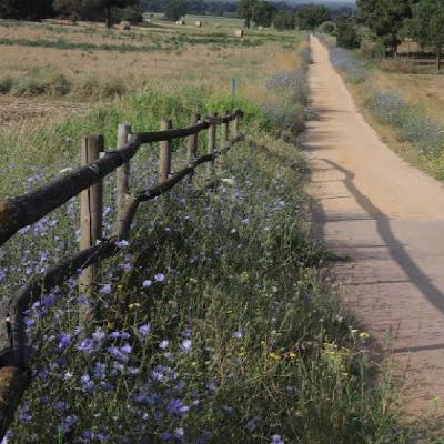 La Diputació de Girona impulsa mesures per afavorir els pol·linitzadors a les vies verdes