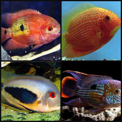 South American Cichlids Part 1: Chocolate Cichlids, Severums, Uaru, and More!! South American Cichlids Part 1: Chocolate Cichlids, Severums, Uaru, and More!!