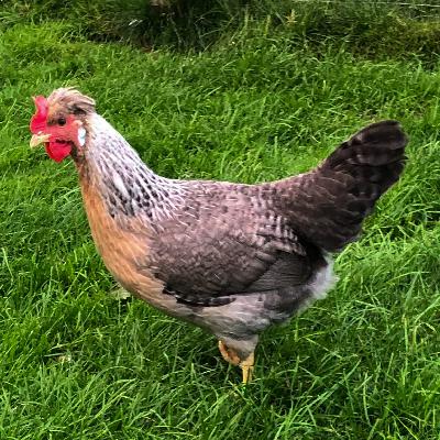 Experienced UK Breeder Emma Middleton on Cream Legbar Genetics and Misinformation