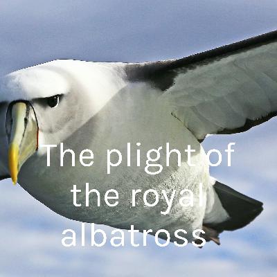 raising awareness of the plight of the royal albatross