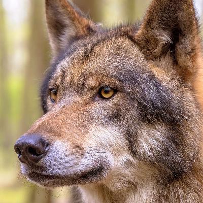 Tracking Wolves in Yellowstone
