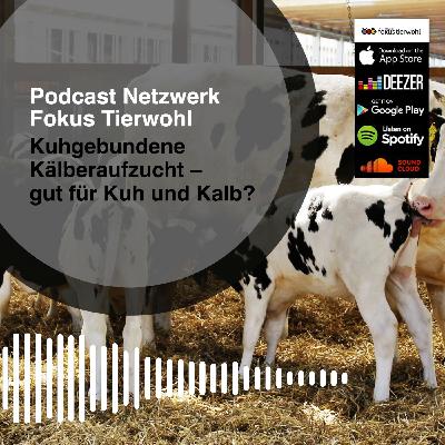 Kuhgebundene Kälberaufzucht - gut für Kuh und Kalb?
