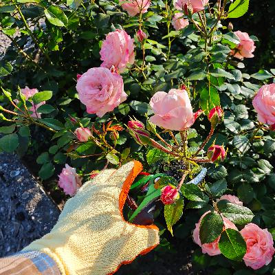 Keep Watering Your Plants, Rose Tipping Tips, When to Trim Trees