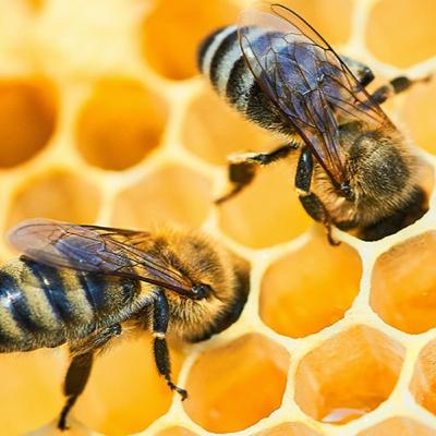 Пасіка, Бджільництво в Україні. Розмова з пасічником Анатолієм Олександровичем