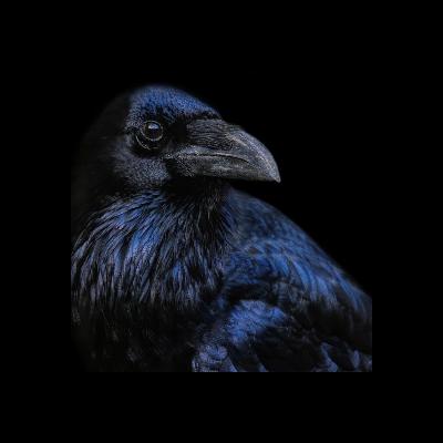 The Raven -  An Fiach dubh