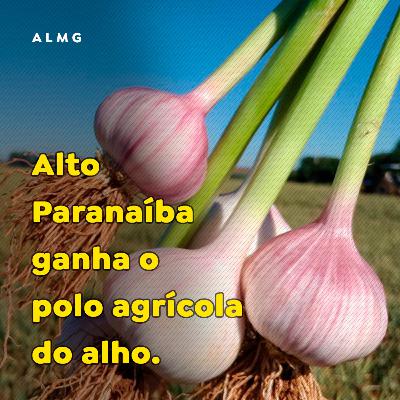 Alto Paranaíba ganha o polo agrícola do alho