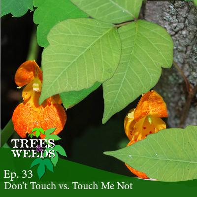 Ep. 33 - Don't Touch vs. Touch-Me-Not Ep. 33 - Don't Touch vs. Touch-Me-Not
