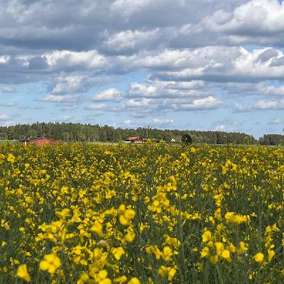 Avsnitt 36 Rapsmaster..