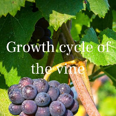 Growth cycle of the vine