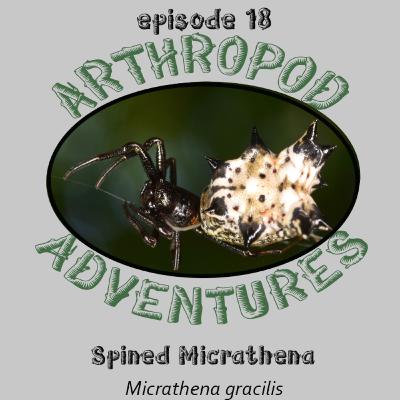 The spikey Spider