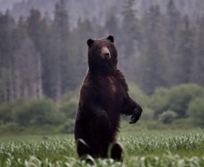 Episode 490 - Tongass Crossroads: Logging, Wildlife, and the Roadless Rule Episode 490 - Tongass Crossroads: Logging, Wildlife, and the Roadless Rule