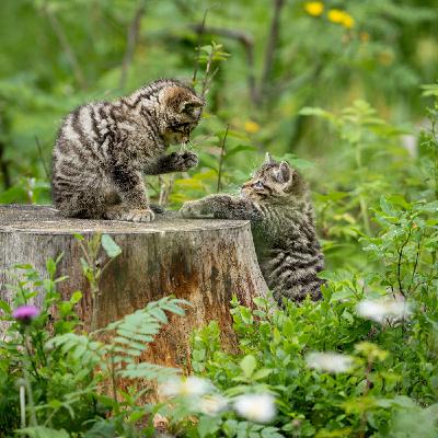 3 chatons sauvages et un petit miracle pour le photographe animalier 3 chatons sauvages et un petit miracle pour le photographe animalier