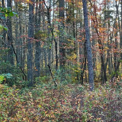 Jersey Devil Field Trip: Part 2 - The Pine Barrens Jersey Devil Field Trip: Part 2 - The Pine Barrens