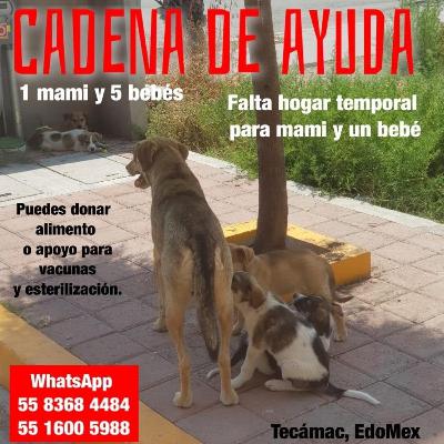 FRECUENCIA ANIMAL 7 CON OLIVIA FREY, CADENAS DE AYUDA