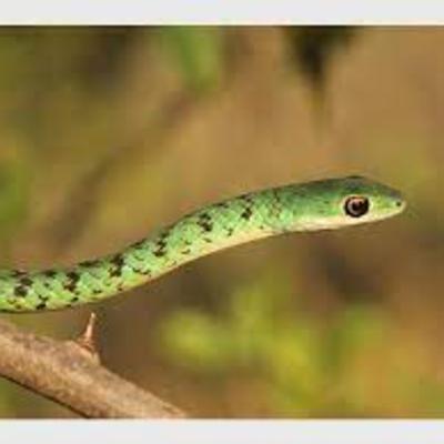 Bush Snakes - Not Dangerous?