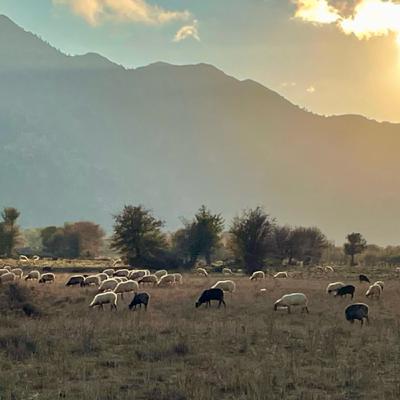 פרק 37 - טרקים בכרתים