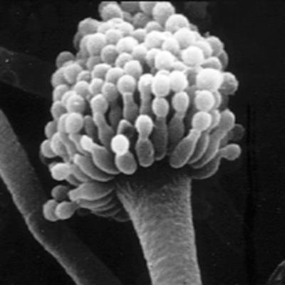 Aspergille Aspergille