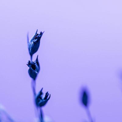 Intro a la MEDITACIÓN SENSORIAL: para conectar con tu cuerpo y descubrir la música de las plantas