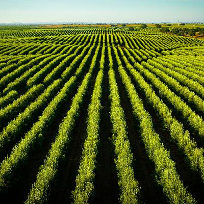 Mundo rural - Perspectivas y peticiones de las organizaciones agrarias para 2026 - 02/01/26 Mundo rural - Perspectivas y peticiones de las organizaciones agrarias para 2026 - 02/01/26