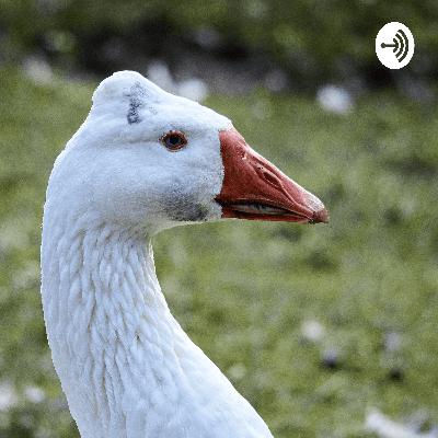 Mini episode 1: "Nobody Cares Steve"