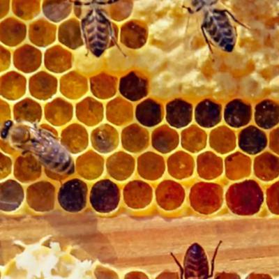 #01 - As abelhas sabem mais geometria do que você?! #01 - As abelhas sabem mais geometria do que você?!