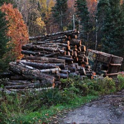 252_What Can Be Done About Deforestation?
