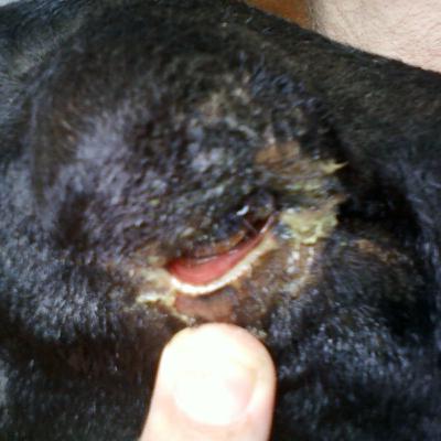 Episódio 49. Ceratoconjuntivite - a doença mais comum dos olhos dos ruminantes. Episódio 49. Ceratoconjuntivite - a doença mais comum dos olhos dos ruminantes.