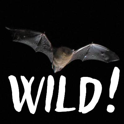 Fledermäuse: Wächterinnen der dunklen Nacht