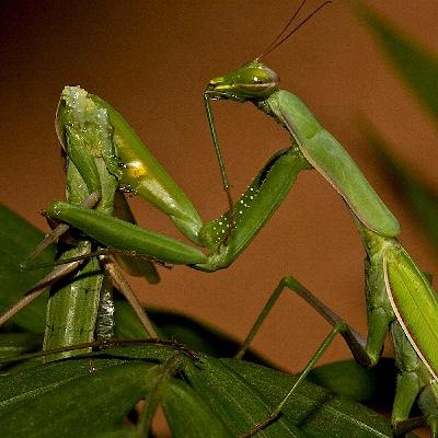 Cinsel Yamyamlık Nedir? Hangi Canlılar Partnerini Yiyor? Cinsel Yamyamlık Nedir? Hangi Canlılar Partnerini Yiyor?
