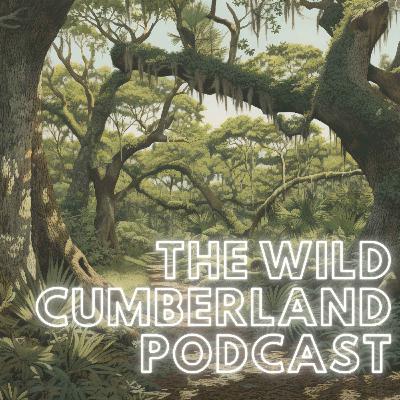 The Wild Cumberland Podcast - November 2024 The Wild Cumberland Podcast - November 2024