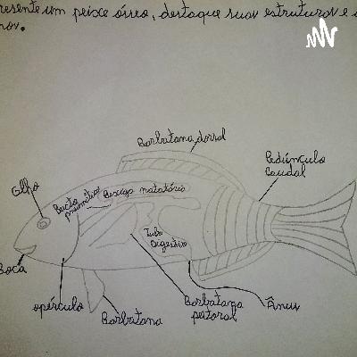 Trabalho de Biologia ( Peixes Ósseos)