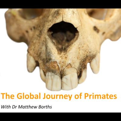 How Primates Spread Across the Globe – Matthew Borths
