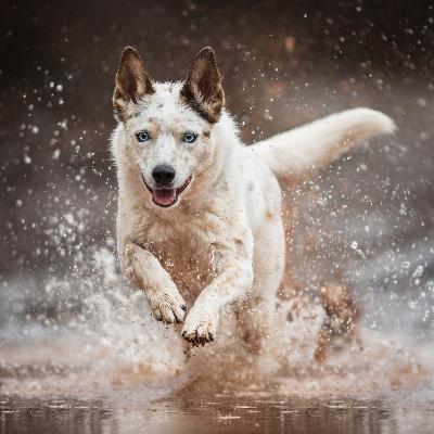 100. The Confidence Myth 100. The Confidence Myth