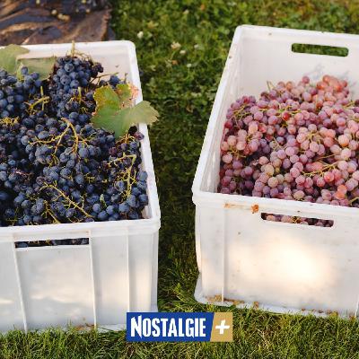 Le Pinotage : cépage emblématique et fierté du vignoble sud-africain