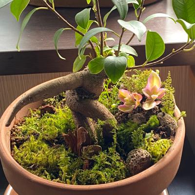 ［後半‼︎］夏前に苔弄って腹筋割るぞ。