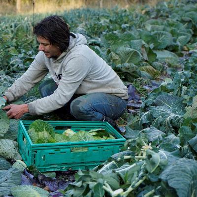 Mathieu Yon, un maraîcher bio artisan d’unité