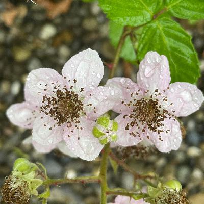 Armenische Brombeere
