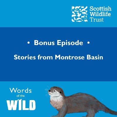 Bonus episode 1 : Stories from Montrose Basin