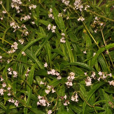 Spikenard – Olejek nardowy ( Nardostachys jatamansi )
