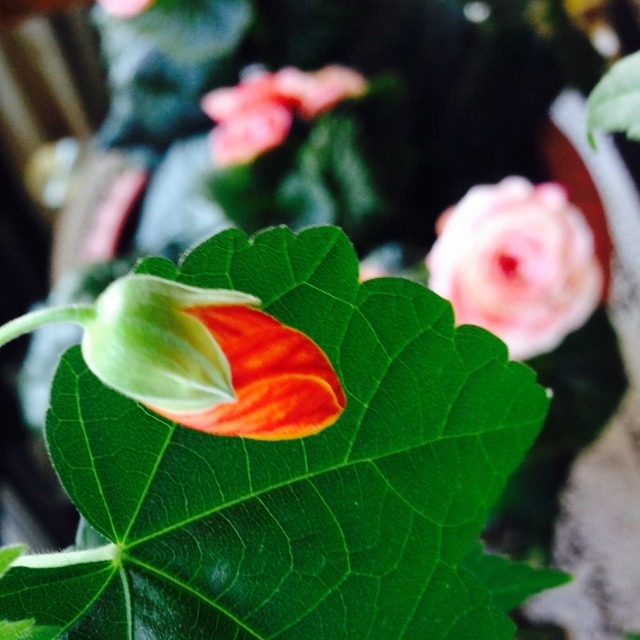 Color of life
