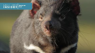Racing to save the Tasmanian devil