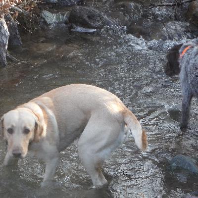 Season so far: bird hunting reports from the field