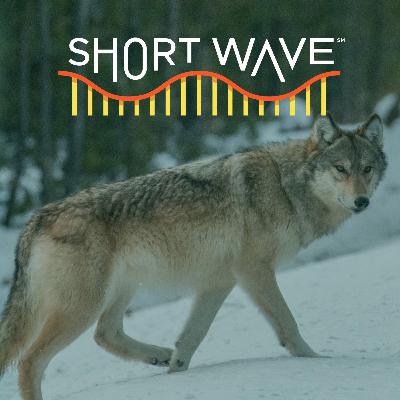 The Yellowstone Wolf Controversy