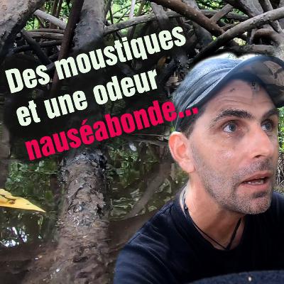 [Ep4] La mangrove et ses secrets !