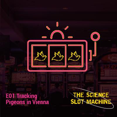Tracking Pigeons in Vienna