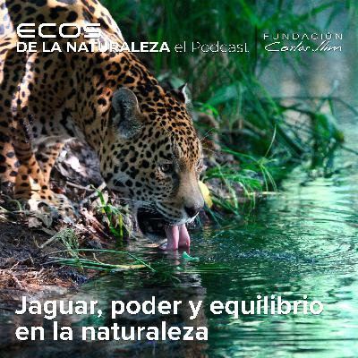 Jaguar poder y equilibrio en la naturaleza” Episode #8